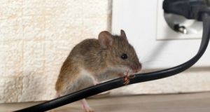 家里有老鼠怎么办能除根 家里老鼠多是凶兆