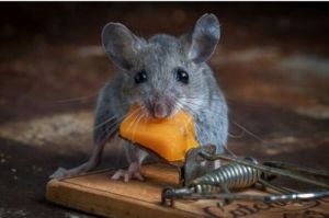 家庭抓老鼠最有效方法 老鼠怕风油精气味