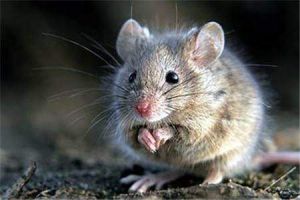怎么治老鼠简单的方法 屋内有老鼠怎么解决啊