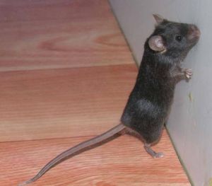 家里有只老鼠怎么办快速除掉 家里有一只老鼠怎么快速把它抓到