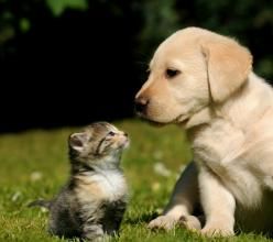 猫和狗为什么不能做朋友 分手后不能做朋友