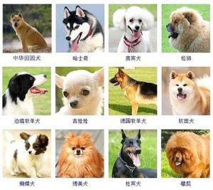 小型狗的种类 狗品种查询
