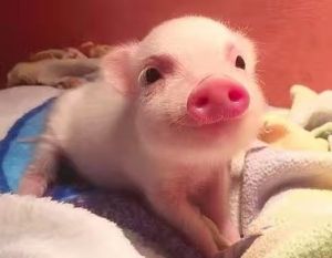 见过很多猪还是你最可爱表情包 猪可以有多可爱