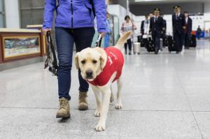 导盲犬带主人乘飞机 普通人能养导盲犬吗
