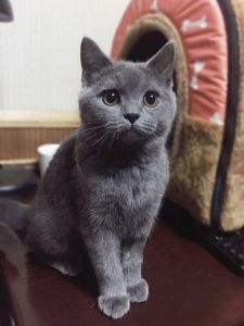 蓝白猫为什么比蓝猫贵 蓝猫折耳的贵还是立耳的贵