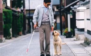 导盲犬可以进入公共场合吗 拒绝导盲犬违法吗