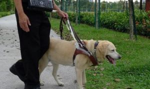 导盲犬用什么狗 最适合做导盲犬的狗