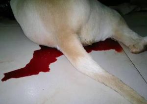 狗狗尿血是怎么回事 狗狗尿血是什么原因引起的