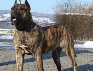 世界猛犬排行榜 世界十大最危险猛犬