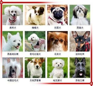 中国哪种狗养的最多 家庭犬养哪种狗适合