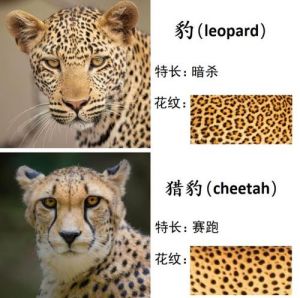 24种豹子哪种最厉害 十大最强豹子排名