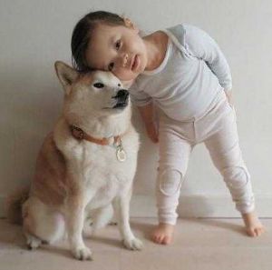 小女孩养什么狗比较好 狗养什么品种比较好