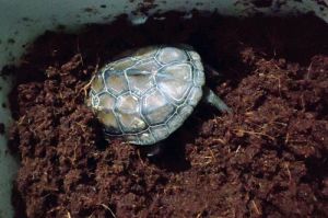 乌龟最简单的过冬方法 乌龟冬眠怎么养