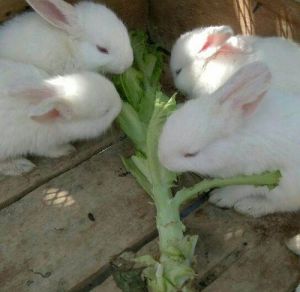 怎么喂兔子才会长得好 喂兔子注意事项