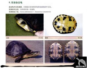 安南龟和安布龟区别 哪些龟是全水龟