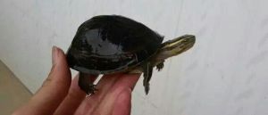 安布闭壳龟 安布闭壳龟是半水龟么
