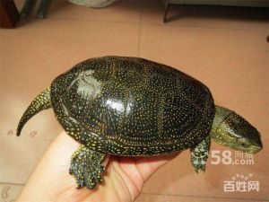 欧泽龟是保护动物吗 欧泽龟是蛋龟吗