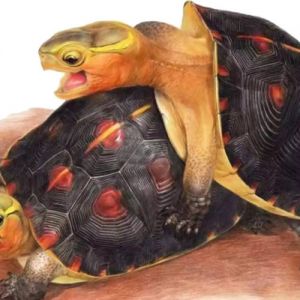 安缘龟和黄缘龟的区别 安缘和黄缘龟是什么品种龟