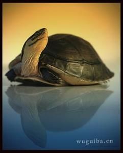 为什么下山安布龟那么容易死啊 安布龟是保护动物吗