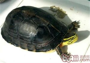 灰壳安布龟 深水养安布龟