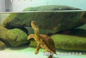 安布龟可以深水吗 安布龟好养吗