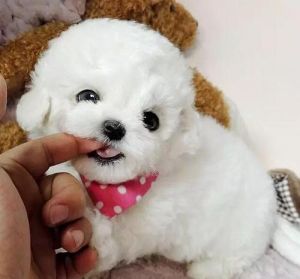 最小的狗狗品种 茶杯犬