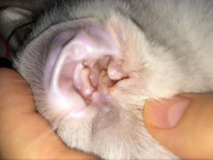 猫耳朵耳螨怎么清理 猫耳螨能自愈吗