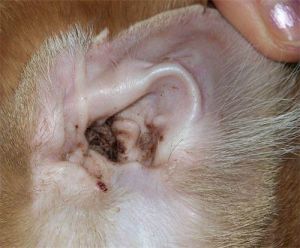 小猫耳螨怎么清理 两个月的小猫耳朵脏