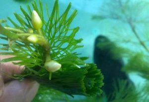 金鱼藻怎么养 金鱼藻爆缸