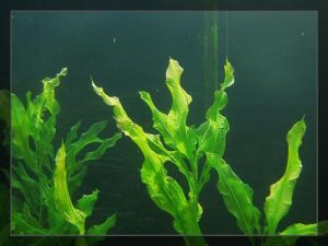 鱼缸绿藻怎么养出来 鱼缸起绿藻怎么去除