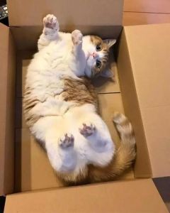 猫咪为什么喜欢箱子 猫咪为什么喜欢纸板箱
