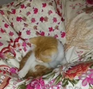 怎么让猫咪不上床 猫咪为什么喜欢上床