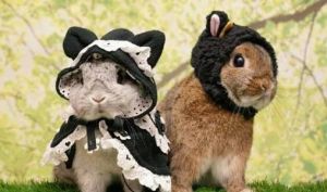 兔子咬主人衣服意味着什么 兔子喜欢人摸它哪里