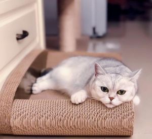 猫咪老是抓沙发怎么办 猫咪老是叫是怎么回事