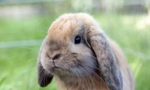 宠物兔各类品种介绍 宠物兔有那些品种