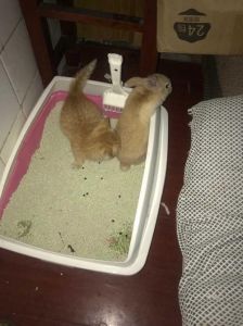 怎样让兔子学会上厕所 教兔子上厕所