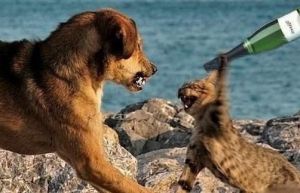 猫狗打架凶残视频 猫狗不打架