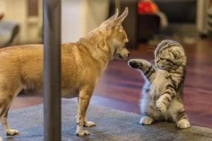 猫和狗见面就打架有什么办法没 打架致人轻伤怎么判刑