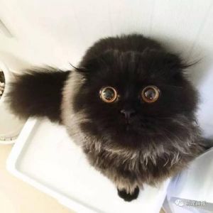长得像煤球的猫咪品种 黑煤球猫咪是什么品种