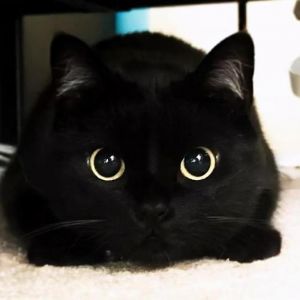 纯黑小猫一般是什么品种 纯黑德牧