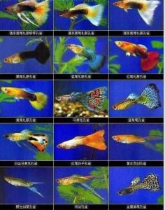 热带鱼种类 30种常见热带观赏鱼