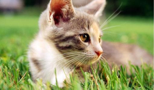 猫咪为什么会吃草？
