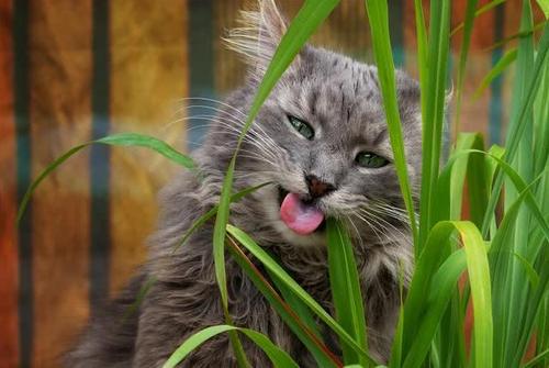 猫咪为什么会吃草？