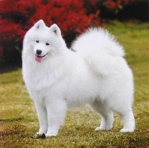 纯白的狗有哪些品种 板凳狗是什么品种