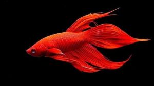 红色观赏鱼有哪些品种 十大养不死的观赏鱼不用加氧