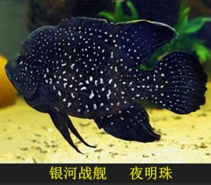 中型观赏鱼有哪些 北京最大的观赏鱼市场