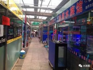 北京最大的观赏鱼市场 成都观赏鱼批发市场地址