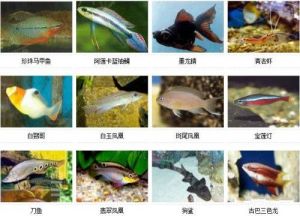 淡水热带鱼品种大全 淡水热带鱼种类