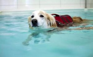 狗狗怕水怎么办？