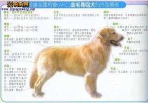 金毛标准体型尺寸 拉布拉多犬多大算成犬